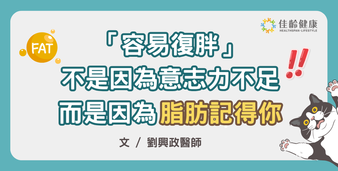 為什麼容易復胖？脂肪細胞居然有胖的記憶！維持「瘦後」體重更需要仰賴專業